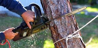 Best Hazardous Tree Removal  in Saginaw, TX