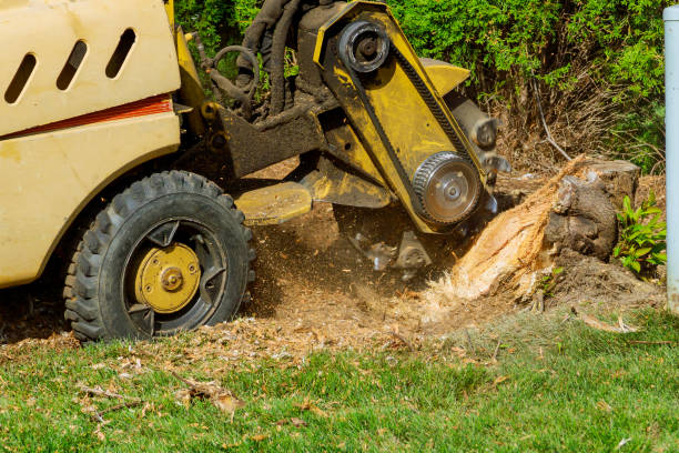 Tree Removal